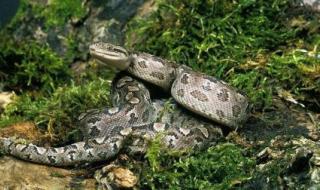 世界最大的蟒蛇 世界最大的蟒蛇